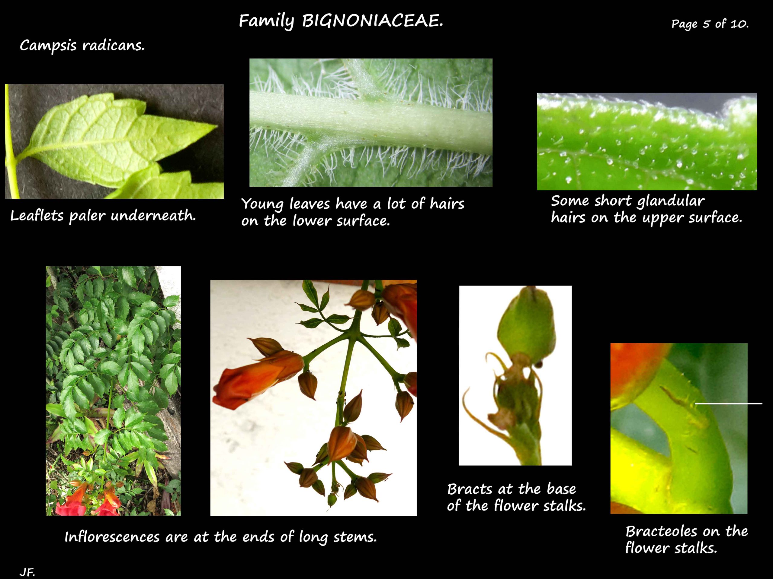5 Campsis radicans leaf hairs
